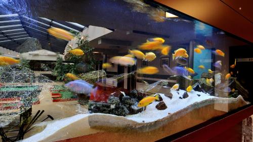 a large aquarium filled with goldfish in a room at Hotel Diament Spodek in Katowice