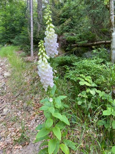 a plant with many flowers on a trail at Ferienhaus Plöckenstein in Schwarzenberg am Bohmerwald