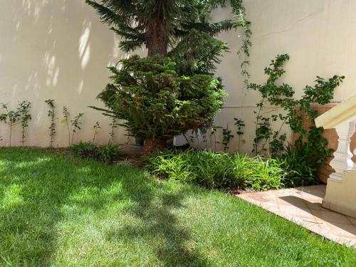 a tree sitting in the grass next to a building at Rez-de-jardin à Mohammedia in Mohammedia
