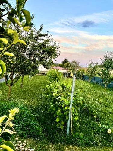 a garden with a small tree in the grass at Drozdí hnízdo in Horní Břečkov