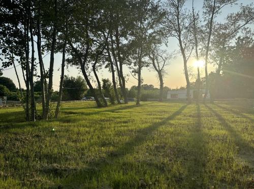 a group of trees in a field with the sun behind them at Salinas Nest - Ulcinj Stoj Ada Bojana in Ulcinj