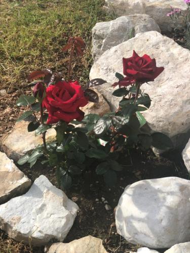 Κήπος έξω από το Casale nella valle