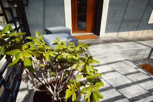 a plant in a vase sitting on a porch at Magio Apartments in Turda