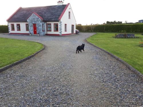 Ein schwarzer Hund, der eine Schotterstraße vor einem Haus entlang läuft. in der Unterkunft Ballytigue House in Droíchead an Chláir