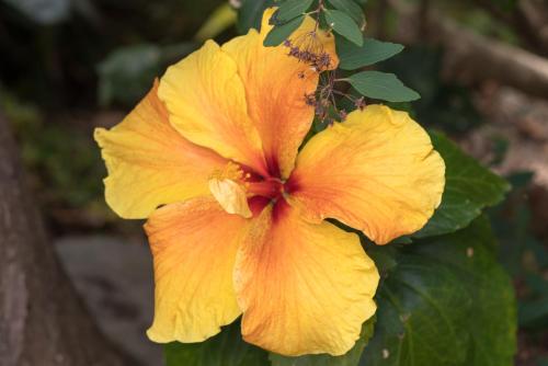 a close up of a yellow flower on a tree at Casa Spa d'Alma in Monchique