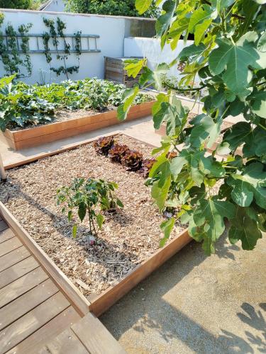 un jardin avec deux plates-bandes surélevées avec des plantes dans l'établissement nataliledeco bed and breakfeast, à La Guérinière