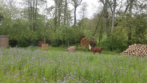 a group of animals grazing in a field of flowers at Tonneau proche des plages du débarquement in Longraye