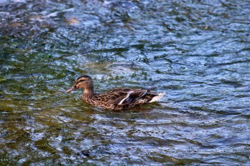 a duck swimming in a body of water at Domacinstvo na kraju svijeta in Šipovo
