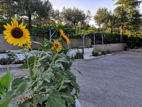 a sunflower in the middle of a parking lot at ROSEMARIN in Koper