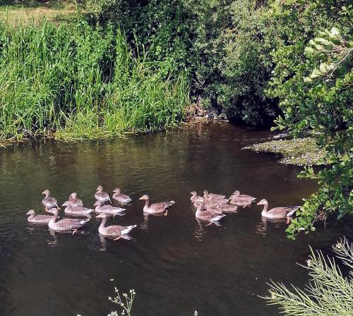 a group of ducks swimming in a river at Poplar Cottage in Woodhall Spa