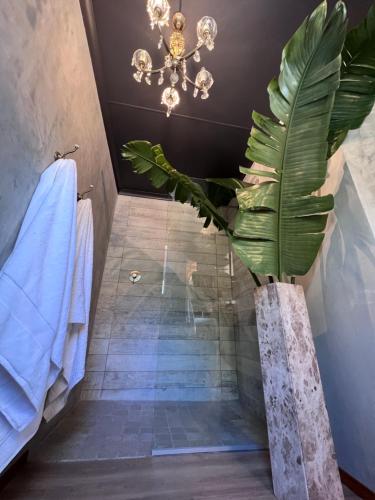 a bathroom with a shower with a plant in it at Royal Library Room in Mossel Bay