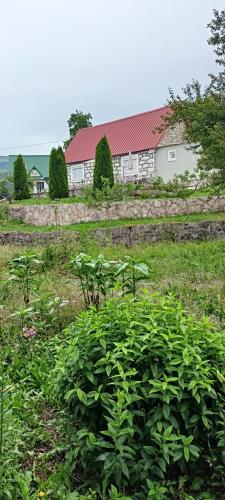a field of plants with a building in the background at Odmaralište Petnjica in Šavnik