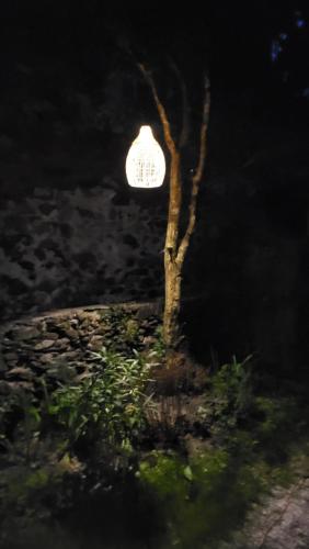 a tree in a field with a light in the background at Gîtes chez Daniel "Cevennes 3" in Mars