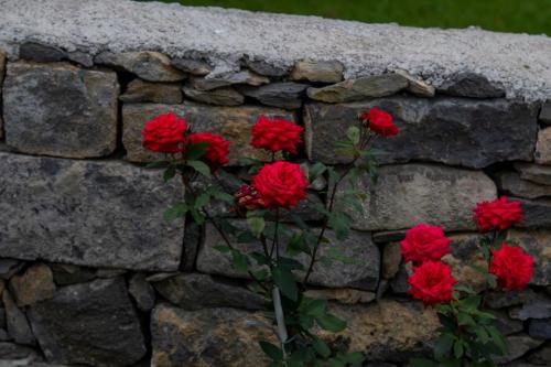 a bunch of red roses against a stone wall at Oásis Fonte Grande in Santo António