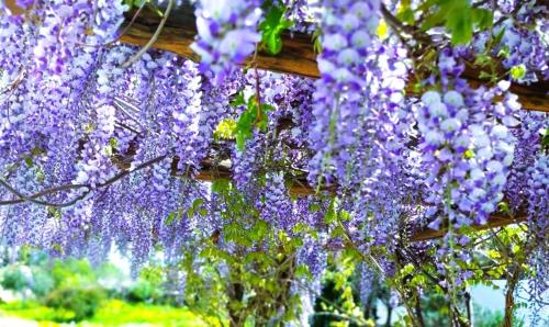 a bunch of purple flowers hanging from a fence at ANCIENT MEROPIA - Astrogonio, Apollonia in Apollonia