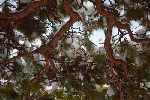 a branch of a pine tree with snow on it at 1日1組限定の宿 旅館 土と糸 Ryokan Tsuchi to Ito in Omi