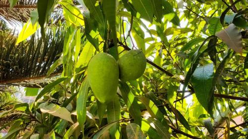 two green fruit hanging from a tree at Villa Kikiriki in Kigali