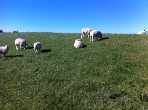 una manada de ovejas pastando en una colina pastosa en Ferienhaus in Nessmersiel 80-048, en Nessmersiel