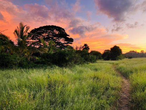 a field of grass with a sunset in the background at Grand Refuge wilpathu safari Home made foods Bikes Bicycles Tuk tuk Bird view Lake jogging in Anuradhapura