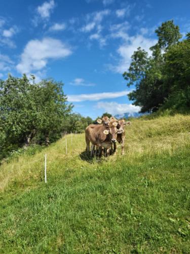 eine Gruppe von Kühen, die auf einem Grasfeld stehen in der Unterkunft oddih pr Toniqu in Most na Soči