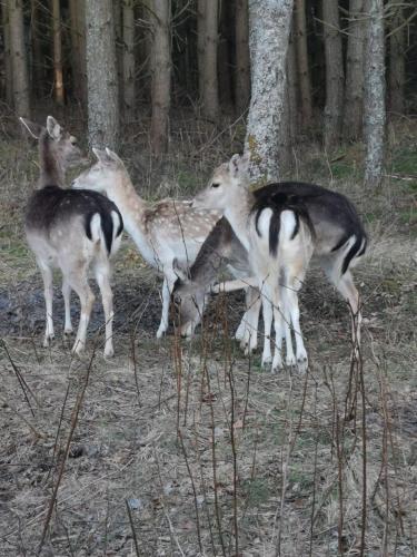 a group of animals standing around in the woods at Dom w Trawach in Smołdziński Las