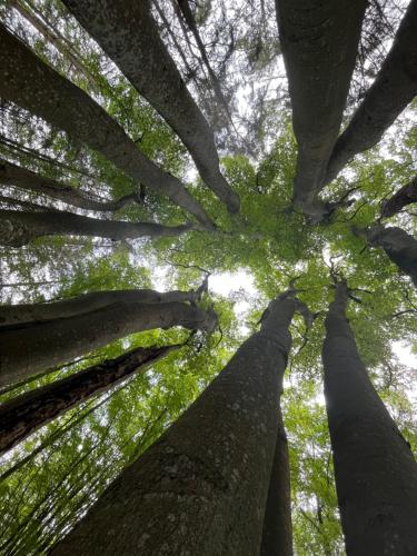 a view of the trees from the ground at Dom w Trawach in Smołdziński Las