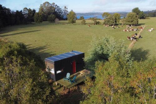 a small house in a field with a herd of cows at Exclusiva Cabin en tranquilo campo a orillas del lago con vista a volcanes - hot tub privado in Frutillar