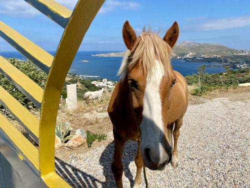 a brown and white horse standing next to a yellow fence at VILLA NOVA Leros in Drymonas