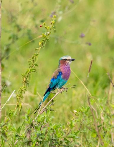 a colorful bird perched on top of a plant at Ngorongoro Lodge member of Melia Collection - The Leading Hotels of the World in Ngorongoro