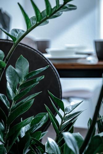 a plant in front of a black chair at NeuWerk in Erfurt