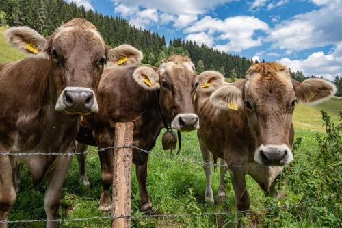 Tiere im Hotel oder in der Nähe