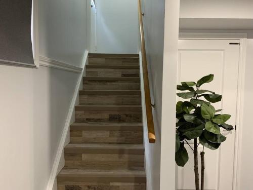 a staircase with a potted plant next to a door at *Cozy, newly renovated, fully equipped* in Hamilton