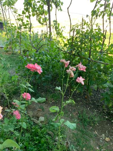 a group of pink flowers in a garden at Isaraj Guest House in Gjirokastër