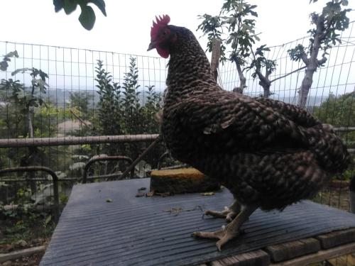a chicken standing on top of a table at B&B Ma Maison in Govone