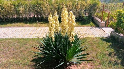 a plant with yellow flowers in a yard at Апартамент Лана in Byala