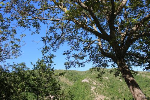 uma vista para as montanhas através das árvores em Agriturismo Cardella em Piobbico