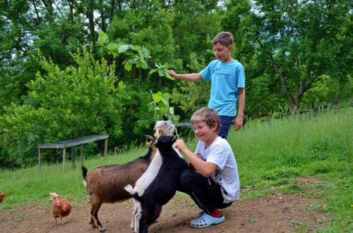 two boys are petting a goat in a field at Ferienwohnungen Perhofer in Birkfeld