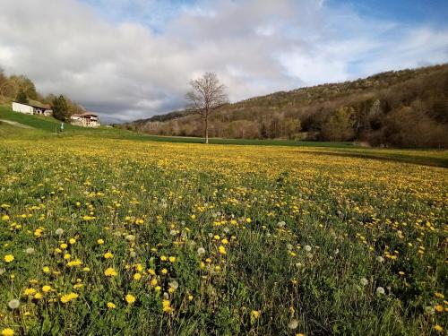 a field full of yellow flowers in a field at Casa Andreini in Mombarcaro