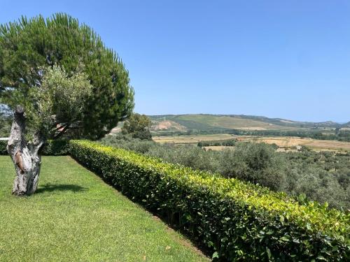 a tree in the middle of a hedge at Tenuta di Quaranta in Amaroni