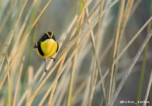a small bird perched on the side of a plant at SUITE DEL BOSQUE Desayuno Domingos check out 17hs in Tigre