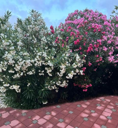 Taman di luar Apartman Dora