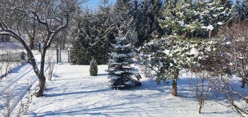 a christmas tree in the snow in a yard at Cristian in Dejani