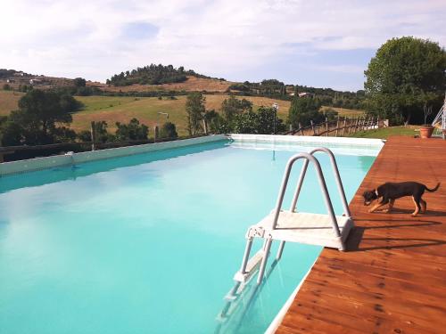 a dog walking next to a swimming pool at Agrihouse in Bracciano