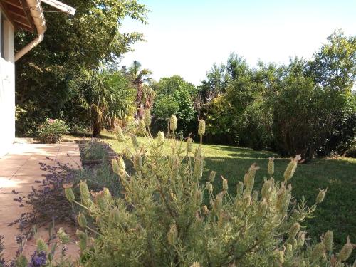 un jardín con una planta en un patio en Au Repos, en Tréziers