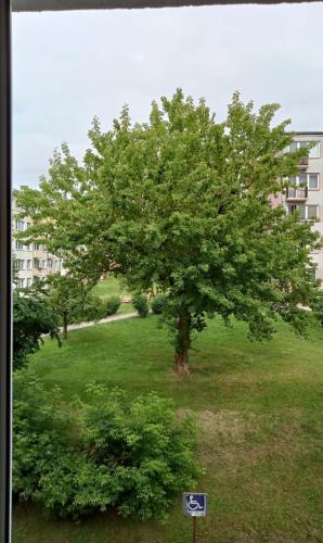 a tree in the middle of a field of grass at Apartament Mazury in Kętrzyn