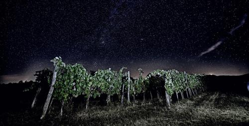 Foto sihtkohas Sežana asuva majutusasutuse Moon - Tiny house from Callin Wines galeriist