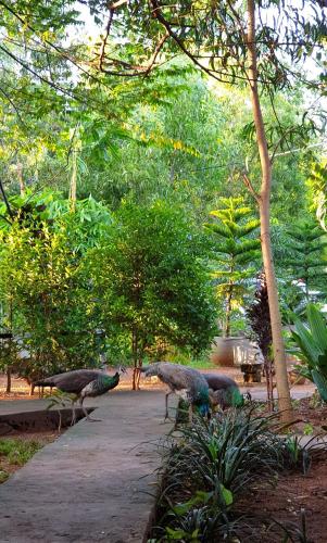 Zahrada ubytování Sunshine Resort & Spa Sigiriya