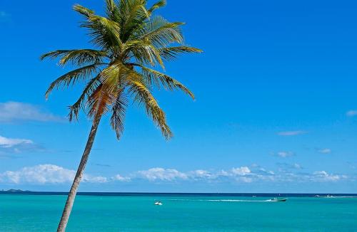a palm tree on a beach with a boat in the ocean at Keshy island colibri in Baillif
