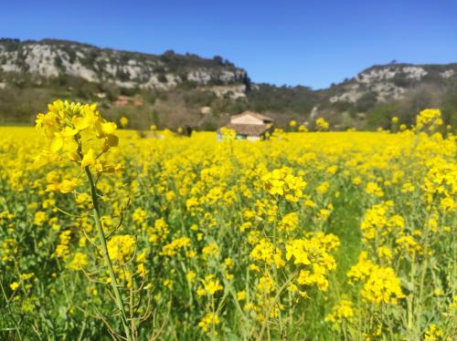 a field of yellow flowers with mountains in the background at Les quatre chênes in Bauduen