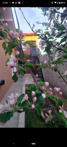 un albero con fiori rosa di fronte a un edificio di Los alamos a Río Gallegos